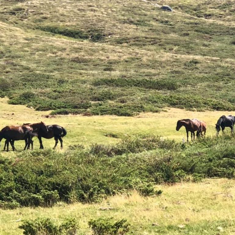 2021- Bergerie Basseta - chevaux