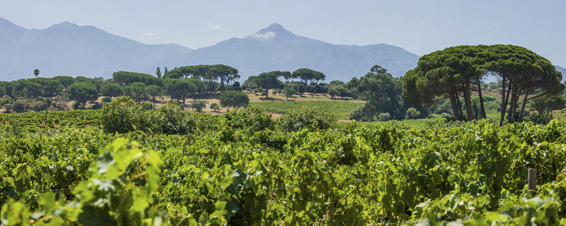 2023-Corsica tours - Passion de vins en Corse du sud nc