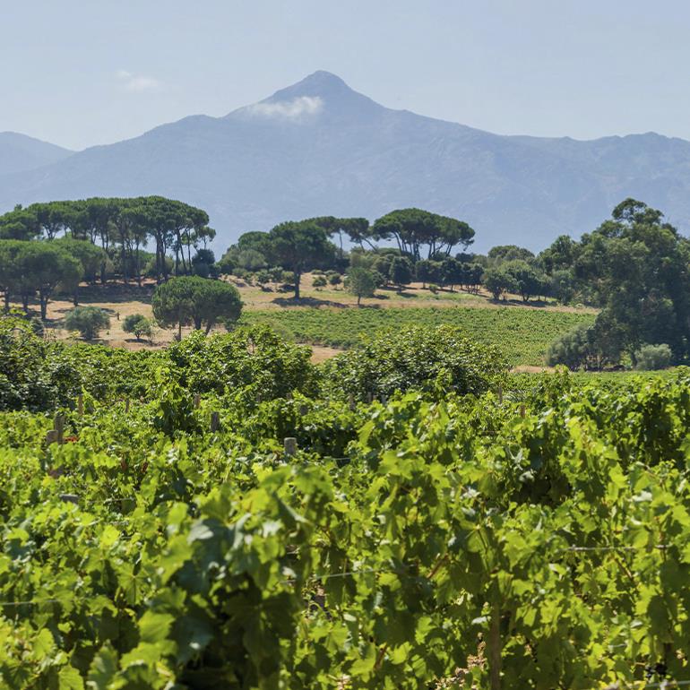 2023-Corsica tours - Passion de vins en Corse du sud