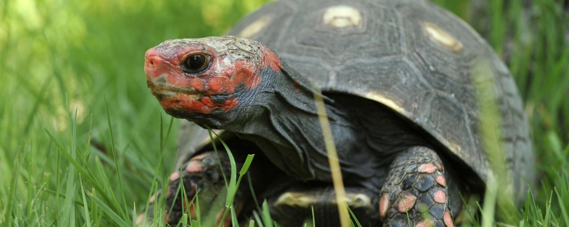 2019 - A Cupulatta - tortue charbonnière à tête rouge C.Thouvenin/A Cupulatta