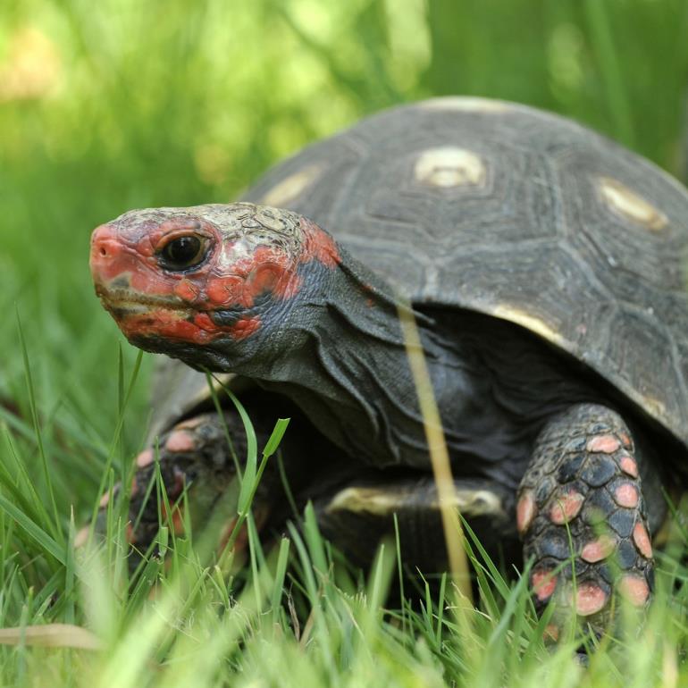 2019 - A Cupulatta - tortue charbonnière à tête rouge