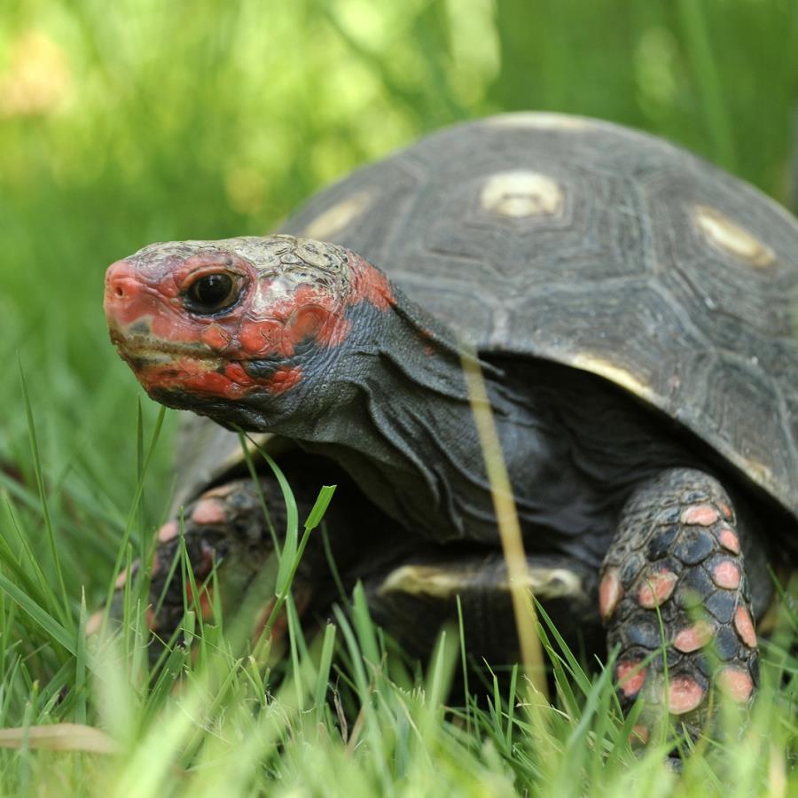2019 - A Cupulatta - tortue charbonnière à tête rouge