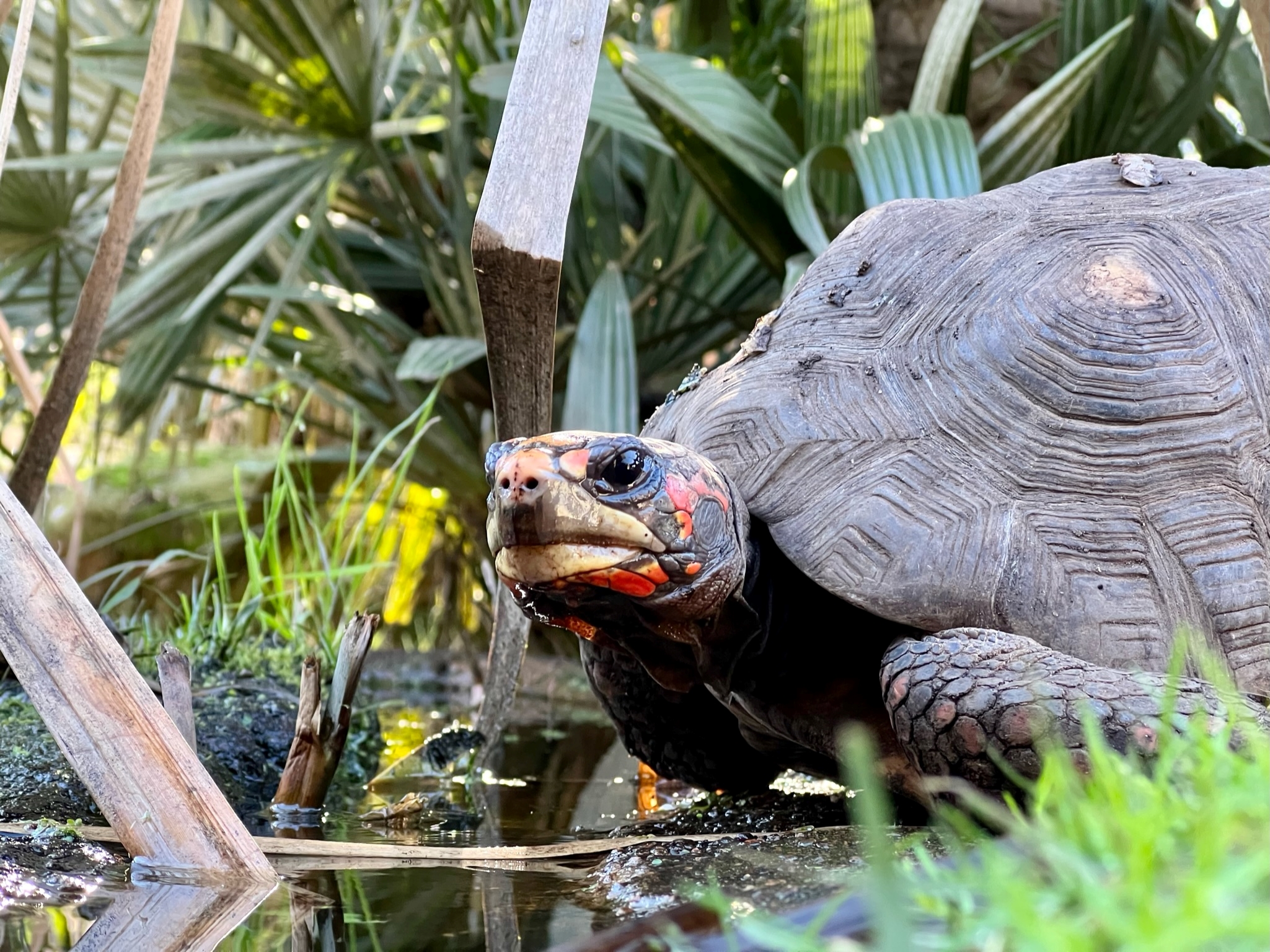 2023 - A cupulatta - tortues - A CUPULATA
