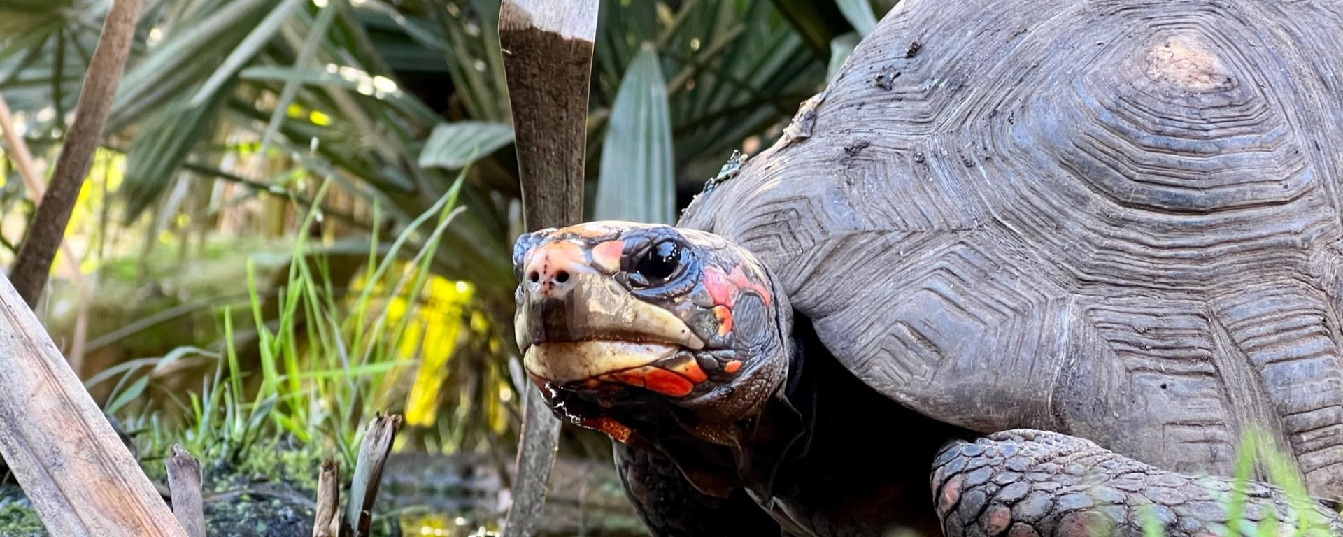 Autumn 2024 - guided tour of the turtle park, A Cupulatta - Ajaccio ...