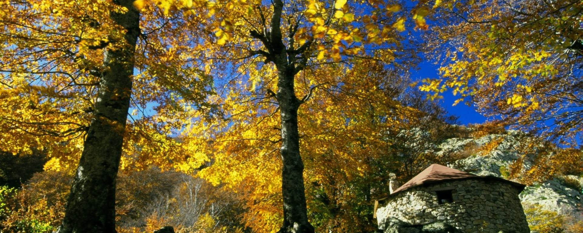 2022 - Vallée de la Gravona - Forêt Attard