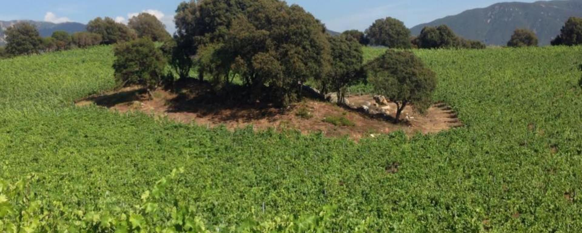 2017 - Domaine Tremica - Terrain nc 2017 - Domaine Tremica - Terrain nc