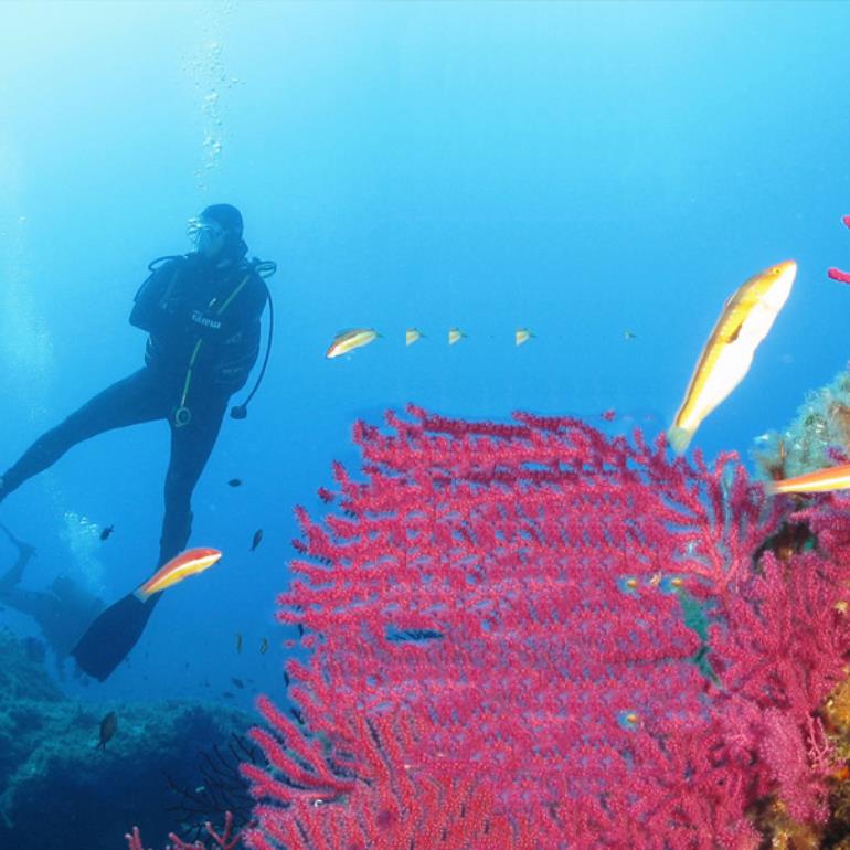 2018- Isula Plongée - fonds sous-marins 