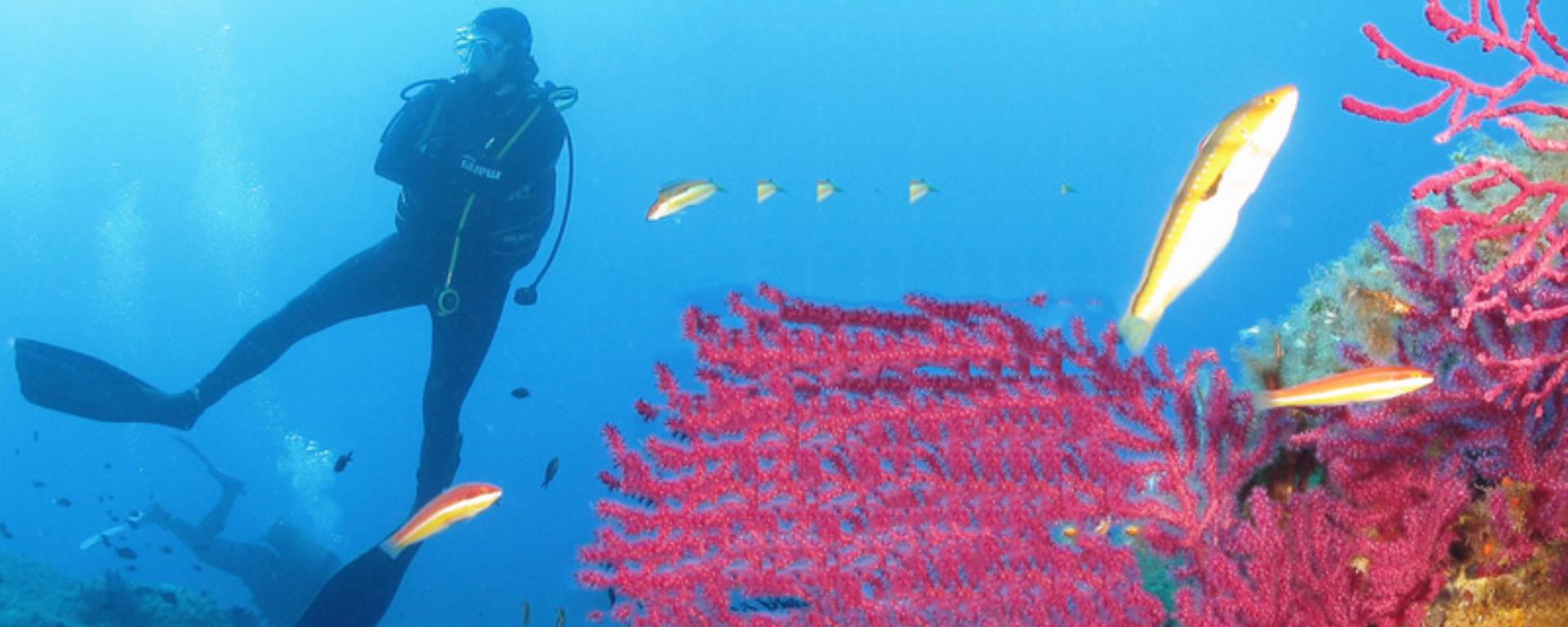 2018- Isula Plongée - fonds sous-marins  Fabien Codron